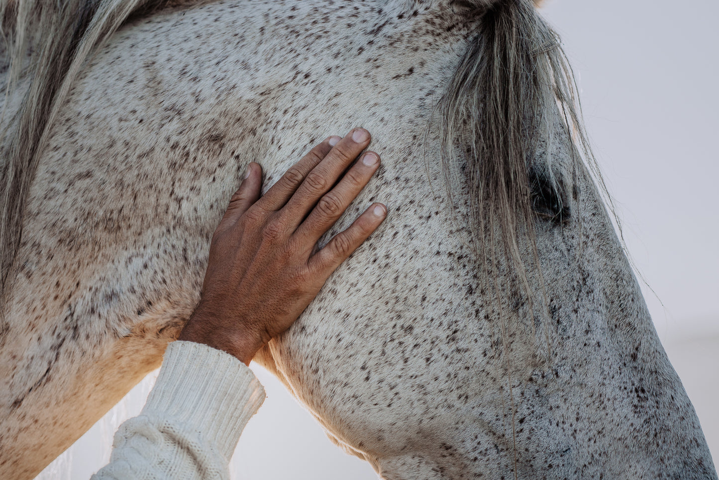 Horses & Humanity Seminar with Matthias Geysen - Wanaka